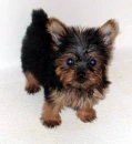 Cute Yorkie.