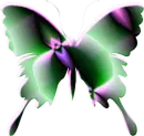 butterfly colors