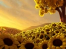 SUNFLOWERS