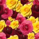 sparkel roses background