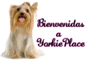 Bienvenidas a yorkieplace