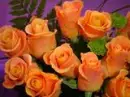 ORANGE ROSES