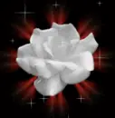 WHITE ROSE