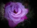 PURPLE ROSE