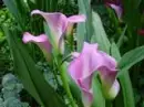 PURPLE FLOWERS