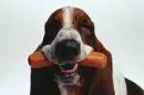 DOG/HOTDOG