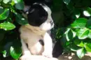 DOG/PUPPY