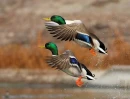   Ducks