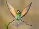 Bird Good Flyer