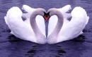 Love Sign  swans