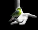 green bird