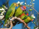 colorful Birds