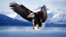 Bald Eagle In Flight