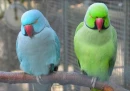color birds