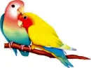 LOVE BIRDS