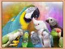 Parrots