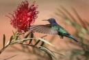 HUMMER