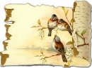 birds