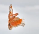 orange, parrots