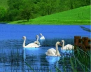 Swans