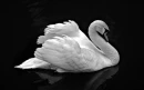Swan on Black Water  
