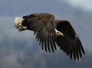 beautiful eagle 