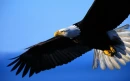 Eagle on Alert