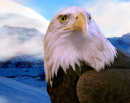 Bald Eagle In Flight