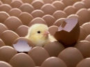 adorable , chick, cute 