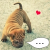 Gaho