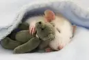rat
