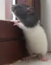 rat