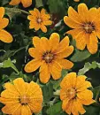 background flowers