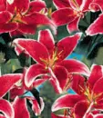 background flowers