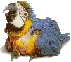 PARROT MACAW