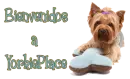 Bienvenidas a yorkieplace