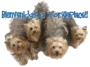 Bienvenidas a YorkiePlace