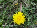 kwiat, Flower, garden, photo by Anna85