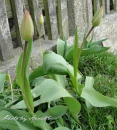 kwiat, Flower, garden, photo by Anna85