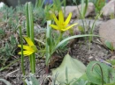 kwiat, Flower, garden, photo by Anna85
