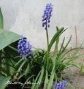kwiat, Flower, garden, photo by Anna85