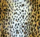 background tiger