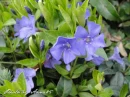 kwiat, Flower, garden, photo by Anna85