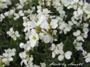 kwiat, Flower, garden, photo by Anna85