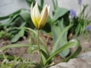 kwiat, Flower, garden, photo by Anna85