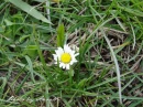 kwiat, Flower, garden, photo by Anna85