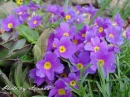 kwiat, Flower, garden, photo by Anna85