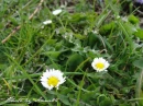 kwiat, Flower, garden, photo by Anna85
