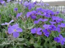 kwiat, Flower, garden, photo by Anna85