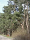 las forest wood trees tree photo by Anna85